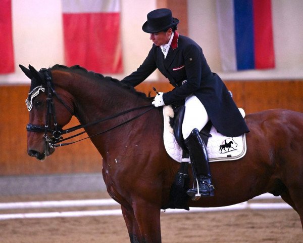 dressage horse My Johnson's Royal (Oldenburg, 2011, from Glock's Johnson Tn) dressage horse My Johnson's Royal (Oldenburg, 2011, from Glock's Johnson Tn)