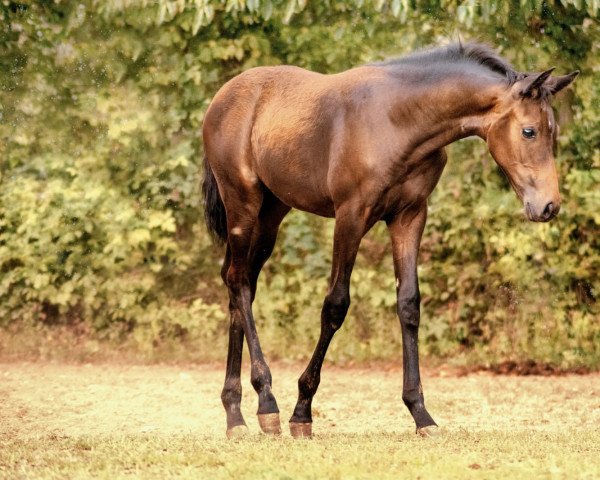 horse Donatella (Austrian Warmblood, 2019, from Franziskus FRH)
