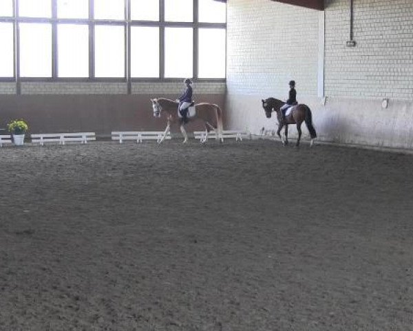 Reit - und Springturnier Hamm-Rhynern 2015