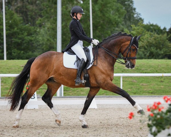 dressage horse Fantasimo (Westphalian, 2011, from Fiorano)