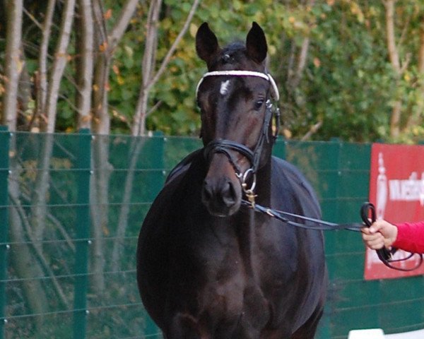 Dressurpferd Schiwago 150 (Westfale, 2010, von Son of Cologne)