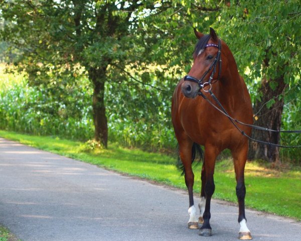 jumper Doublé (German Riding Pony, 2012, from Diego P)