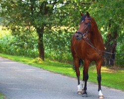 jumper Doublé (German Riding Pony, 2012, from Diego P)