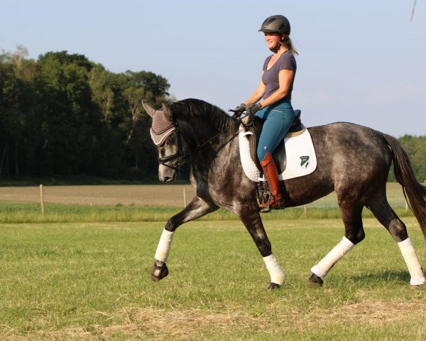 Zuchtstute Diamanten Diva Hg (Deutsches Reitpony, 2016, von Diamond Touch NRW)