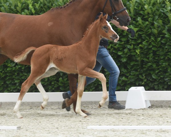 dressage horse Violetta Gold B (Westphalian, 2020, from Viva Gold OLD)