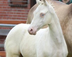horse Doc Da Cool (German Riding Pony, 2020, from Dating AT NRW)