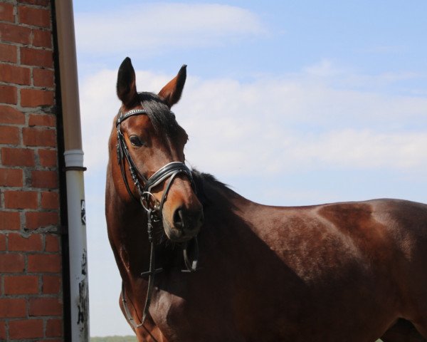 Springpferd Ciara 96 (Hannoveraner, 2010, von Convoi)