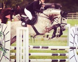 jumper Valeska (German Sport Horse, 2011, from Valentino)