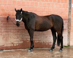 Springpferd Rigo 65 (Hannoveraner, 2006, von Rosentau)