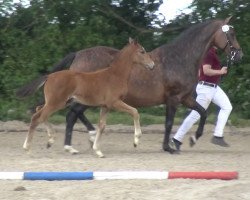 horse Chayton H (Holsteiner, 2020, from Coreandro)