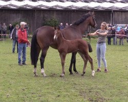 Pferd Hengst von Coreandro / Aljano (Holsteiner, 2020, von Coreandro)