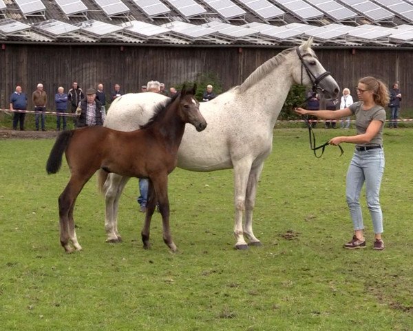horse Stute von Coreandro / Cassini I (Holsteiner, 2020, from Coreandro)