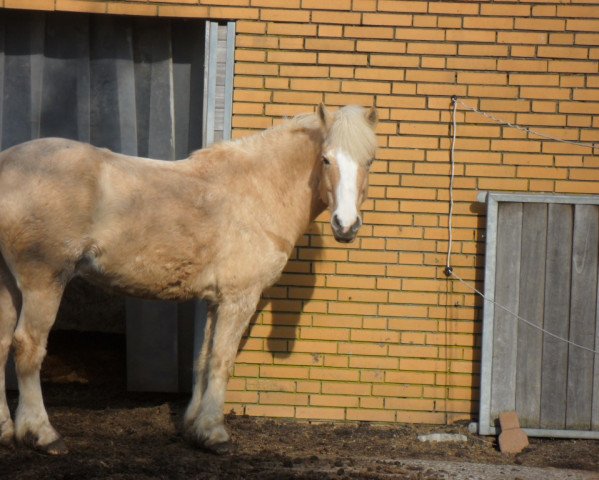 broodmare Melissa xx (Thoroughbred, 1987, from Fierant xx)