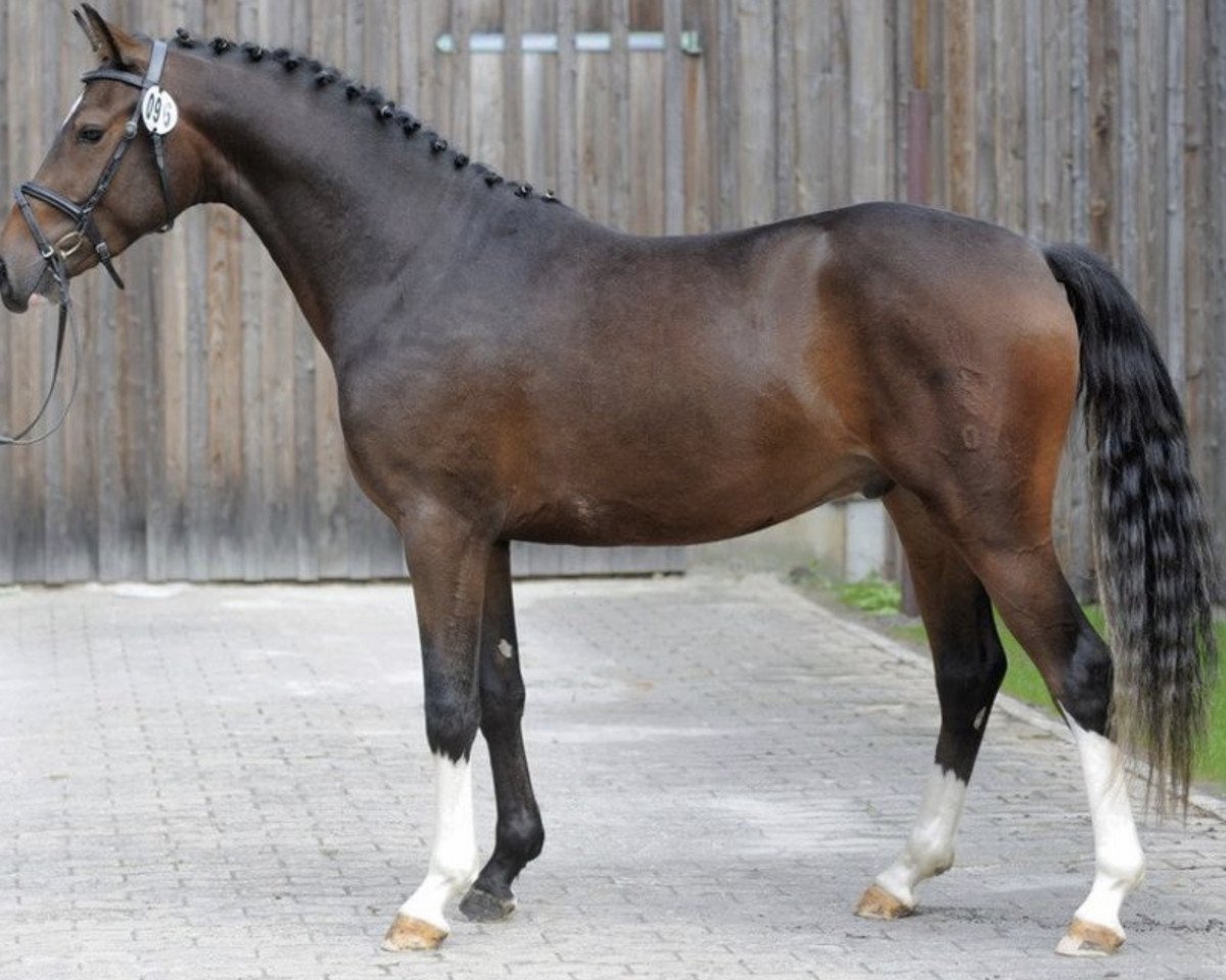 Deckhengst Calimero (Deutsches Reitpony, 2015, von Chicos Chameur)