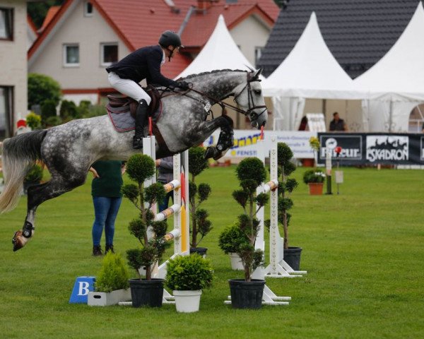 jumper Clooney 102 (Westphalian, 2010, from Cornado NRW) jumper Clooney 102 (Westphalian, 2010, from Cornado NRW)