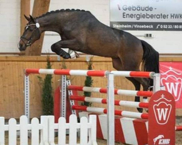 broodmare Anicma (Westphalian, 2016, from All Music)