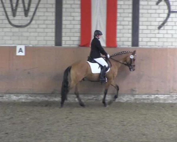 Reit - und Springturnier Hamm-Rhynern 2015