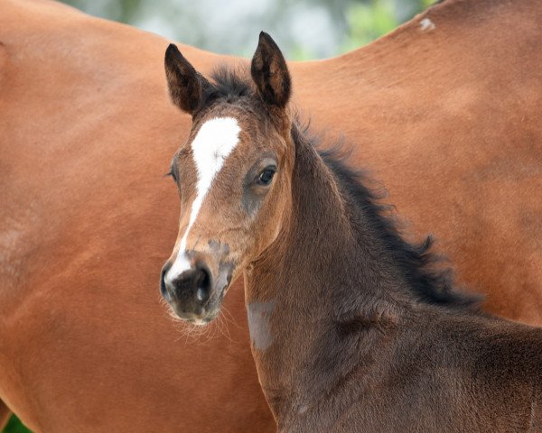 horse Hengst von Fonq (Westphalian, 2020, from Fonq)