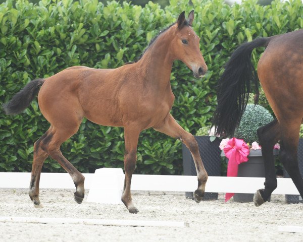 dressage horse Viva la belle (Westphalian, 2020, from Vivat Rex)