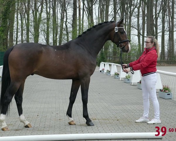 dressage horse Go for Gold (Westphalian, 2017, from Goldberg)