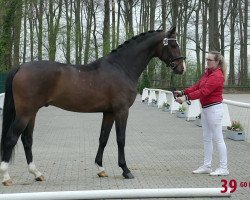 Dressurpferd Go for Gold (Westfale, 2017, von Goldberg)