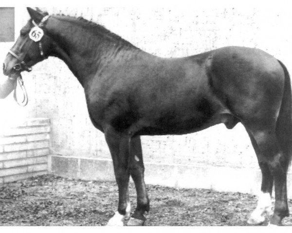 stallion Wilko Mo 1271 (Heavy Warmblood, 1966, from Wunsch Mo 1205)
