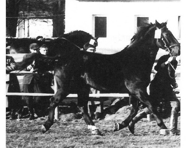 stallion Greif Mo 1152 (Heavy Warmblood, 1958, from Grusenus Mo 999)