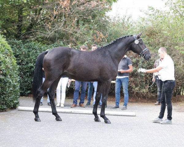 dressage horse Karazhan (Trakehner, 2016, from Honoré du Soir) dressage horse Karazhan (Trakehner, 2016, from Honoré du Soir)