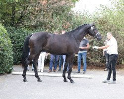 dressage horse Karazhan (Trakehner, 2016, from Honoré du Soir)