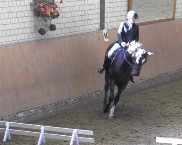 Reit - und Springturnier Hamm-Rhynern 2015