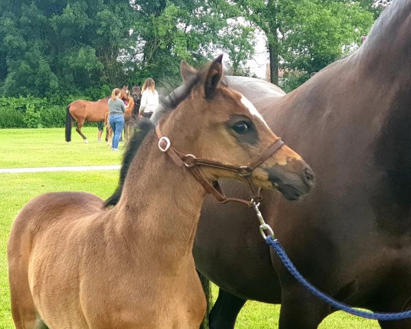 horse Nobel Nevada (German Riding Pony, 2020, from Nobel Nagano NRW)