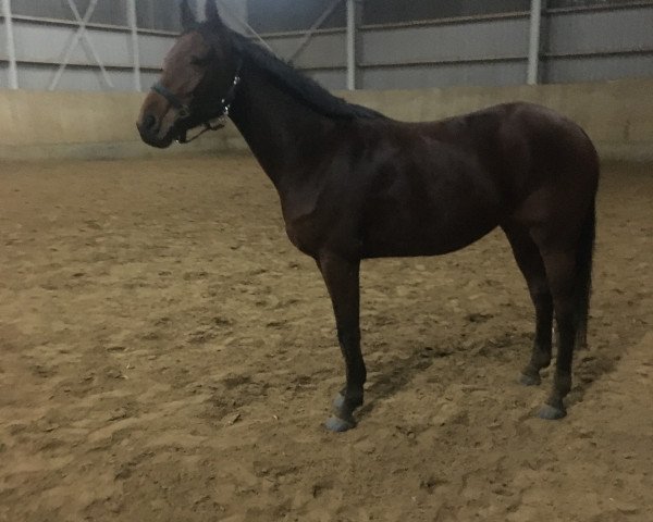 Pferd Anna-Aurelia W. (Deutsches Sportpferd, 2015, von Chrysanthus)