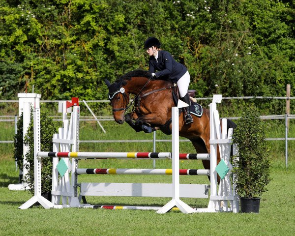 jumper Conte Ciacomo (Württemberger, 2010, from Ciacomo)