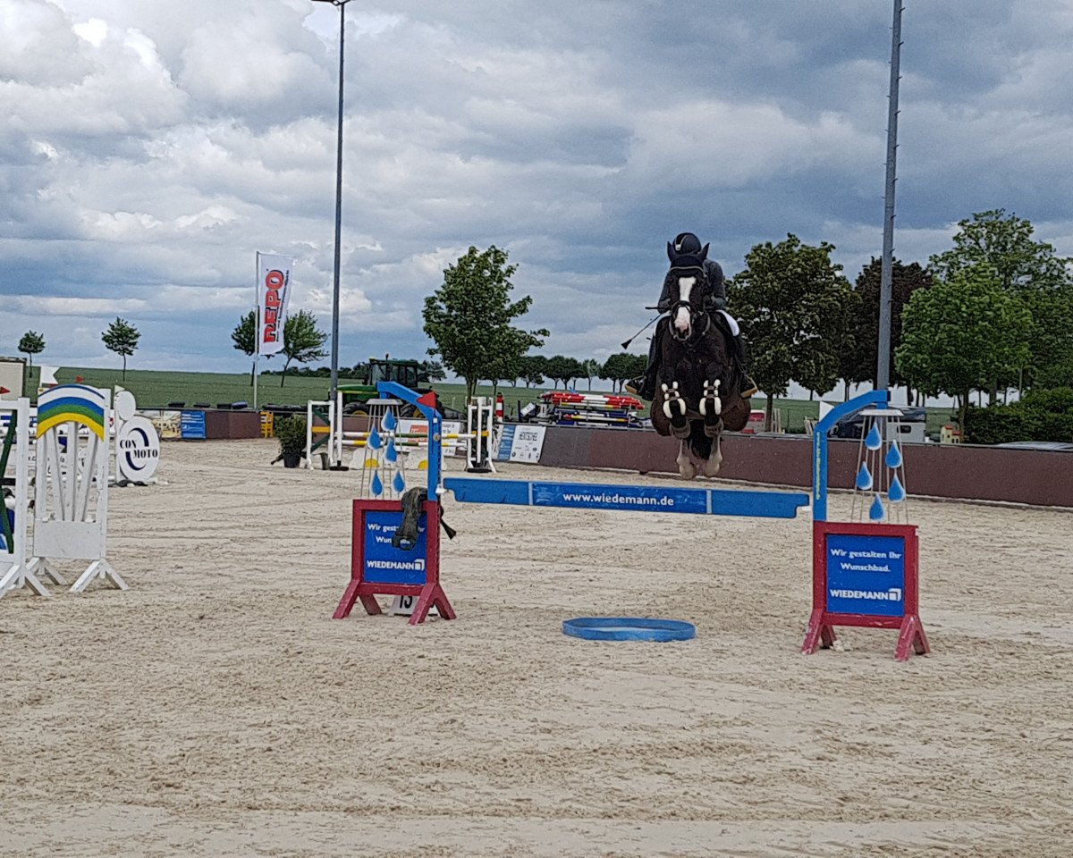 jumper Chelsy 27 (Holsteiner, 2014, from Connor 48)