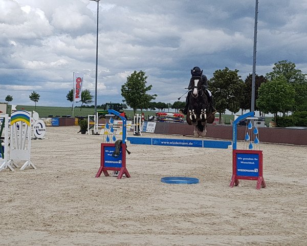 jumper Chelsy 27 (Holsteiner, 2014, from Connor 48)