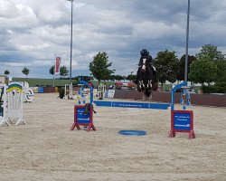 jumper Chelsy 27 (Holsteiner, 2014, from Connor 48)