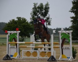 jumper Louis (Westphalian, 2002, from Lancer III)