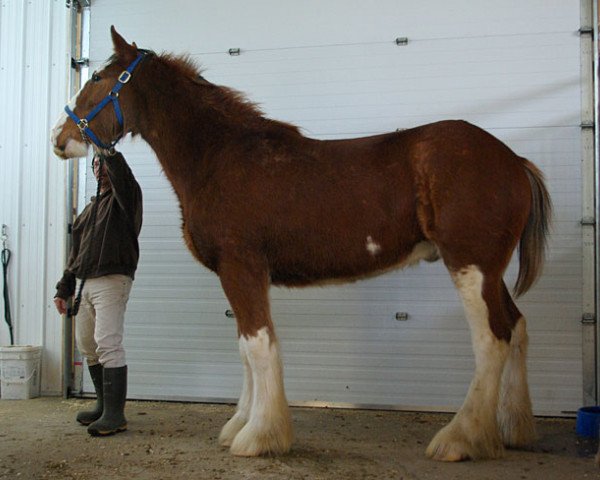 Pferd Riverside Gibson's Finest (Clydesdale, 2011, von Willow Way Dawson) Pferd Riverside Gibson's Finest (Clydesdale, 2011, von Willow Way Dawson)