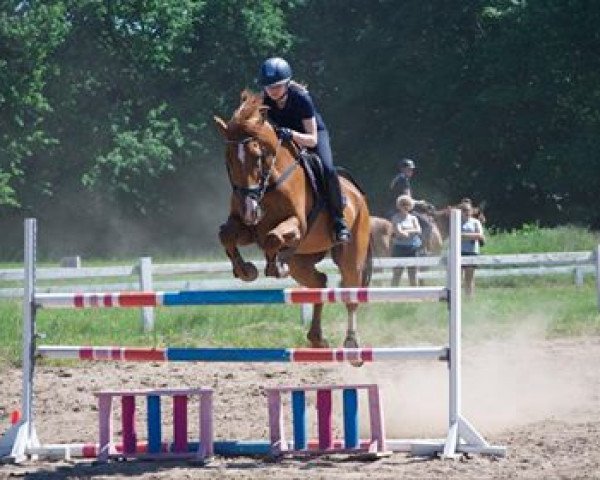 horse Goldfire 21 (German Sport Horse, 2005, from Moosbachhofs Goldwing)