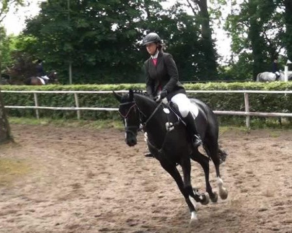 Reitturnier Krefeld-Hüls 2015