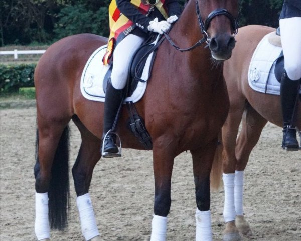dressage horse Deliano 3 (German Riding Pony, 2008, from Deviano) dressage horse Deliano 3 (German Riding Pony, 2008, from Deviano)