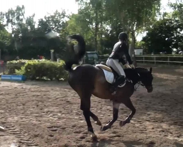 Reitturnier Krefeld-Hüls 2015