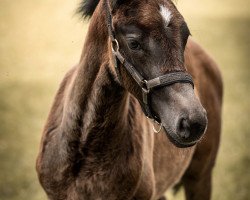 horse Aiysha (Westphalian, 2020, from Aviador)