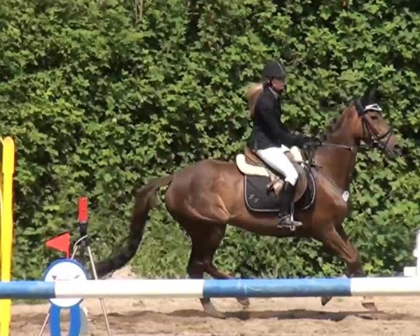 Reitturnier Krefeld-Hüls 2015