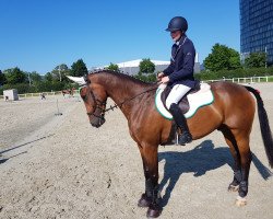jumper Cappuccino XIII (Holsteiner, 2010, from Casall Ask)