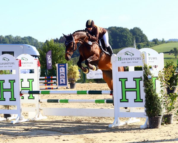 jumper Captain Casalla (Oldenburg show jumper, 2016, from Casallco)