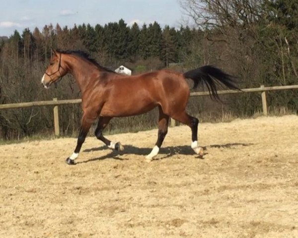 broodmare Lioba 16 (Westphalian, 2008, from Lugato)