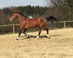 broodmare Lioba 16 (Westphalian, 2008, from Lugato)