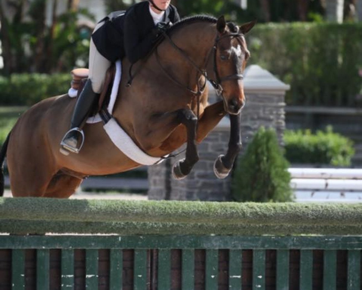 horse Samba Rubiniero (German Sport Horse, 2011, from Samba Hit I)