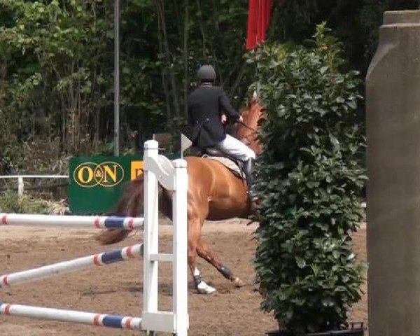 Reitturnier Krefeld-Hüls 2015